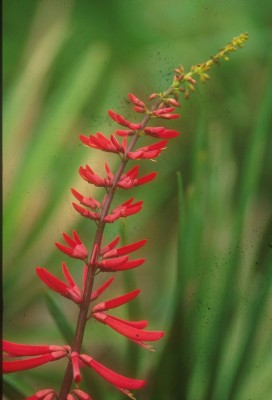 Coral Bean
