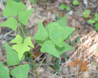 erythrina-herbacea.jpg