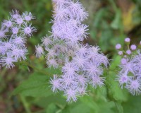 eupatorium-coelestinum-close.jpg