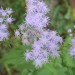 Wild Ageratum