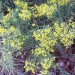 Slender Fragrant Goldenrod