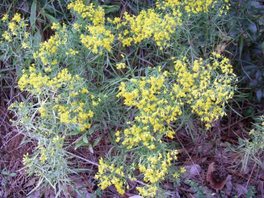 Slender Fragrant Goldenrod