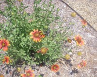 gaillardia-pulchella-1.jpg