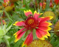 gaillardia-w-bee.jpg