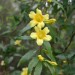 Carolina Jessamine