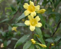gelsemium-sempervirens-d1.jpg
