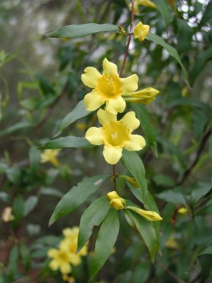 Carolina Jessamine