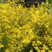 Swamp Sunflower