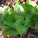 Wild Ginger
