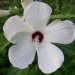 Swamp Rose Mallow