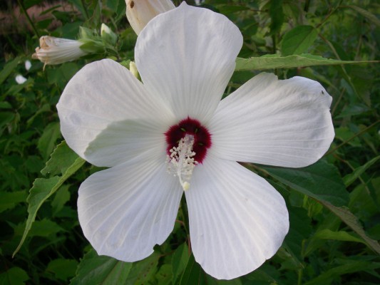 Swamp Rose Mallow