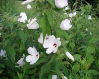 hibiscus-moscheutos-2.jpg