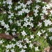 Trailing Bluet