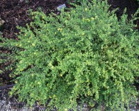 hypericum-hypericoides-8-10.jpg