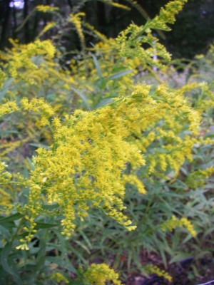 Leavenworth Goldenrod
