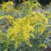 Leavenworth Goldenrod