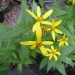 Small-headed Sunflower