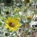Downy Sunflower