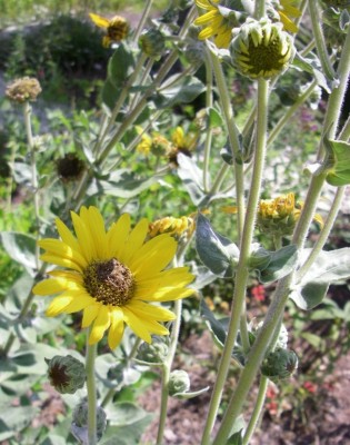 Downy Sunflower