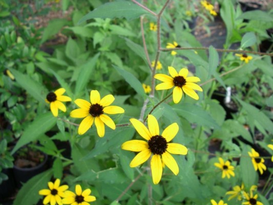 Brown-eyed Susan