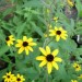Brown-eyed Susan