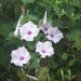 Shell Midden Morning Glory