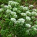 Appalachian Mountain Mint