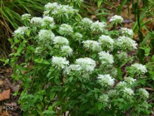 Appalachian Mountain Mint