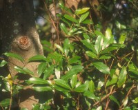 prunus-caroliniana.jpg