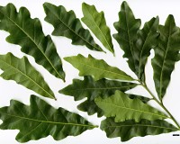 quercus_austrina_1.jpg