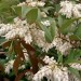 Sweetbells Leucothoe