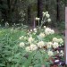 Carolina Crownbeard