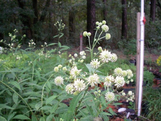 Carolina Crownbeard
